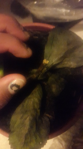 Caída de hojas de los esquejes