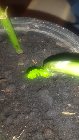 Brotes en los esquejes de hortensia