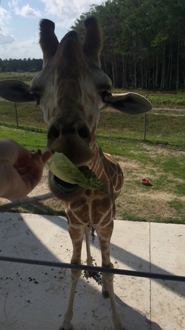 Feeding the giraffe