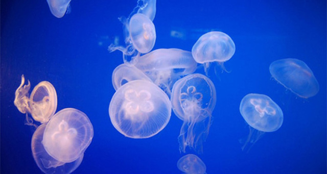 Forme di vita piu complesse