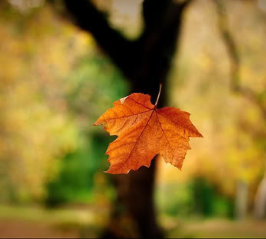 su esperanza fue arrancada al mismo tiempo que la ultima hoja de otoño