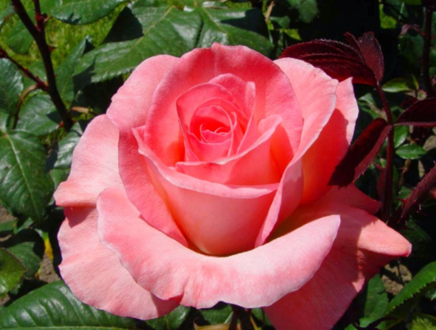 En esa época del año, los capullos adormilados se despertaban perezosamente de su largo letargo