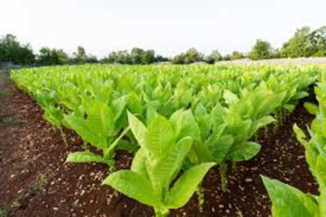 Virginia: Tobacco