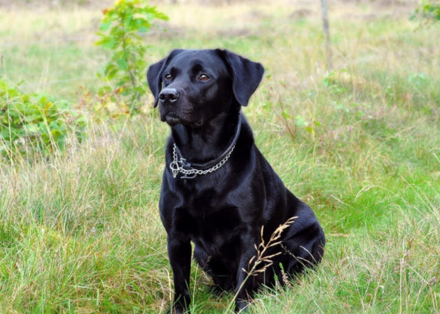 la abuelita regala a linda a su vecina y la llevan a la finca