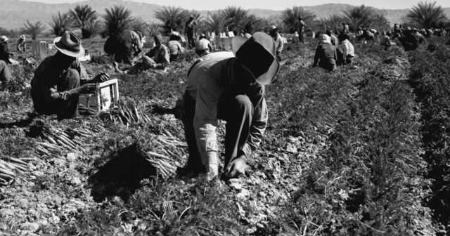 Grape Owners Fought Back