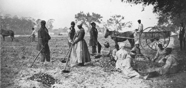 Colonial Farming
