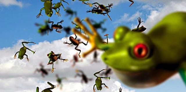 LLUVIA DE RANAS EN PUERTO AZUL