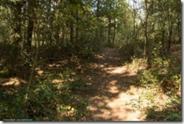 Nederland begroeit met dichte bossen.