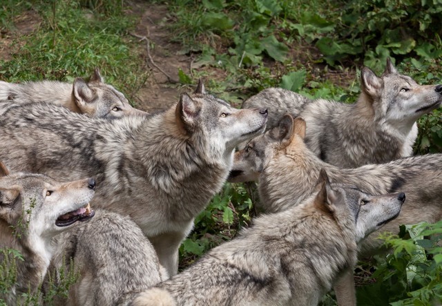 eerste dier werd getemd.