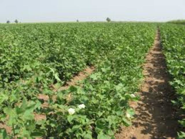 Agriculture Becomes Basis of Roman Economy