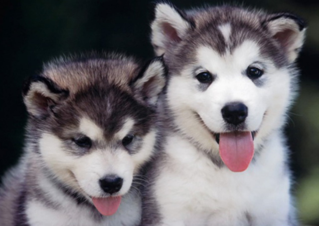 luna, hija menor de falkon, lo hace entender que no importa el color