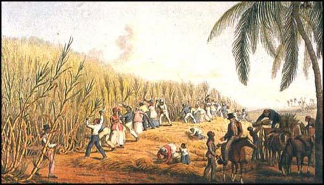Sugar in the Caribbean colonies