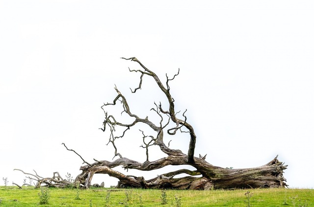 meñique corta el árbol.