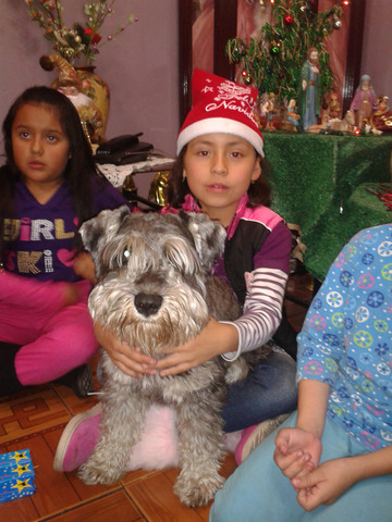 - adaptamos una perrita por navidad