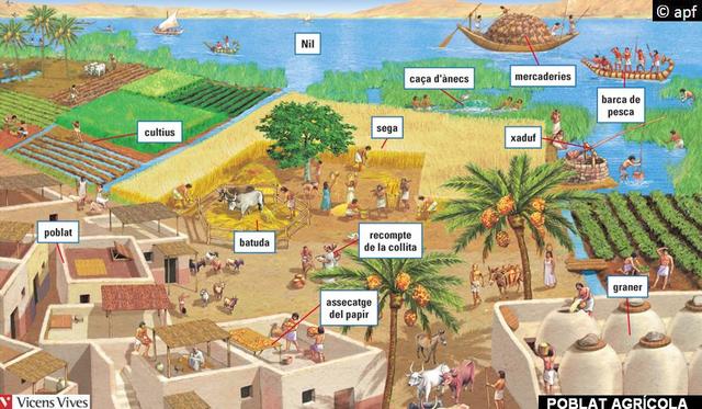 Com es van adaptar ?