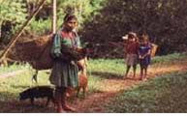 La Corte Constitucional legitimo el desarraigo a la tierra y el abandono de las formas tradicionales de la comunidad Embera Catío