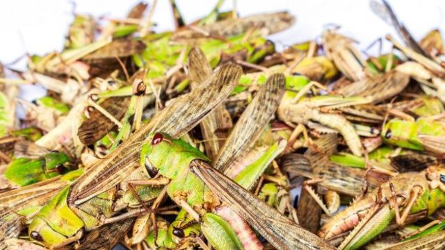 Plaga de langostas