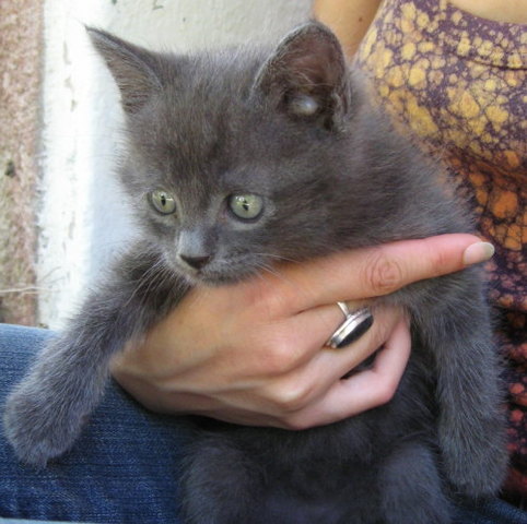 giorno in cui ho preso ziggy il gatto di casa