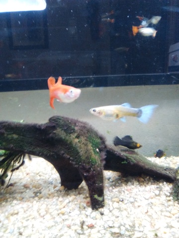 CRISTINA compra i suoi pesci tropicali