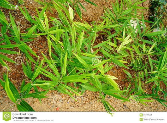 Se inicia el cultivo del jengibre