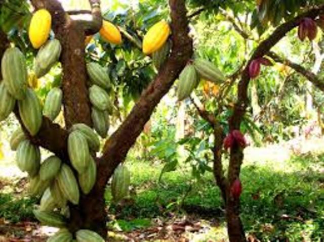Un ciclón provocó destrucciones de plantaciones de yuca, plátanos y cacao