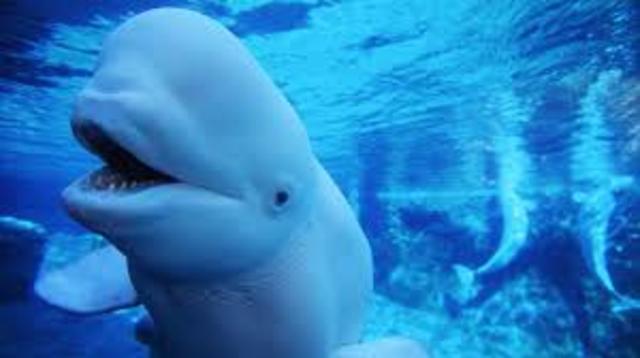 A beluga whale