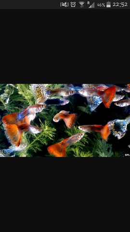 Cristina: prendere i pesci