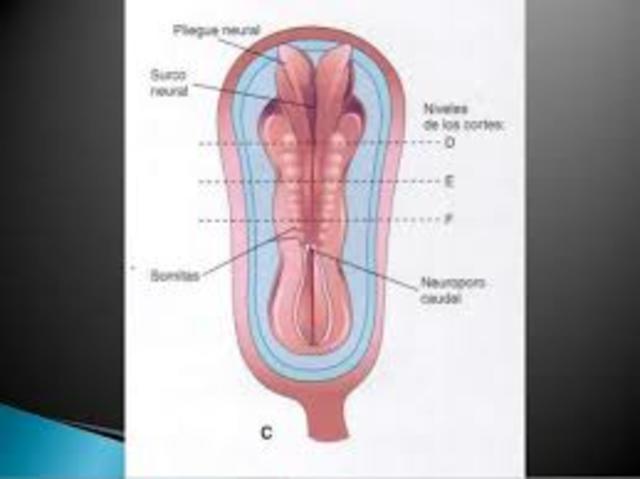 ETAPAS DE LA ORGANOGENESIS: DESARROLLO DEL SISTEMA VISUAL HUMANO