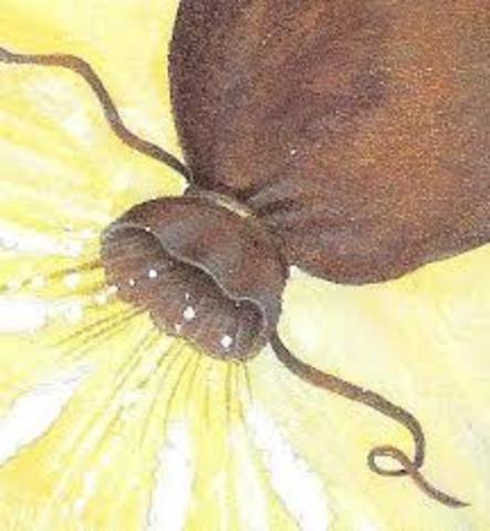 Aeolus ''bag of wind''