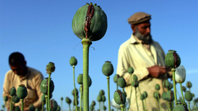 Médicos alemanes y el cannabis