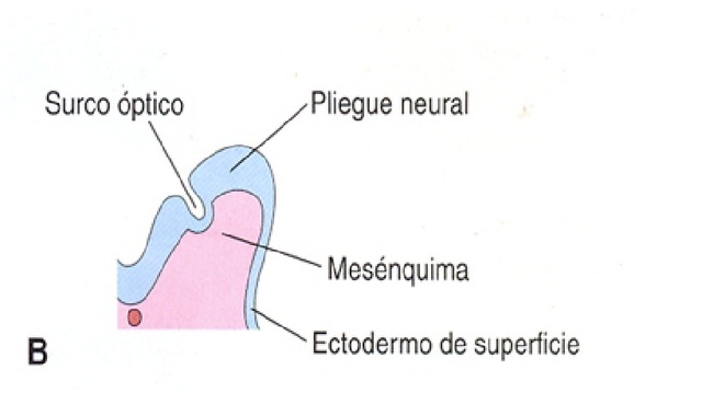 SURCOS OPTICOS, COROIDES Y CUERPO VITREO