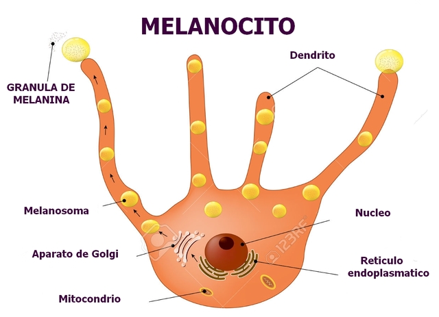 CÉLULAS PIGMENTARIAS Y EPITELIO CORNEAL