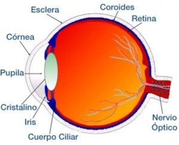 DIFERENCIACIÓN DE LA ESTRUCTURAS ÓPTICAS