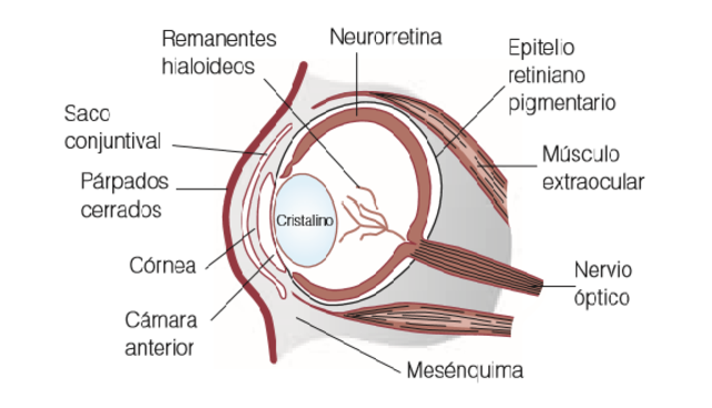 ESCLERÓTIDA Y MUSCULOS EXTRAOCULARES
