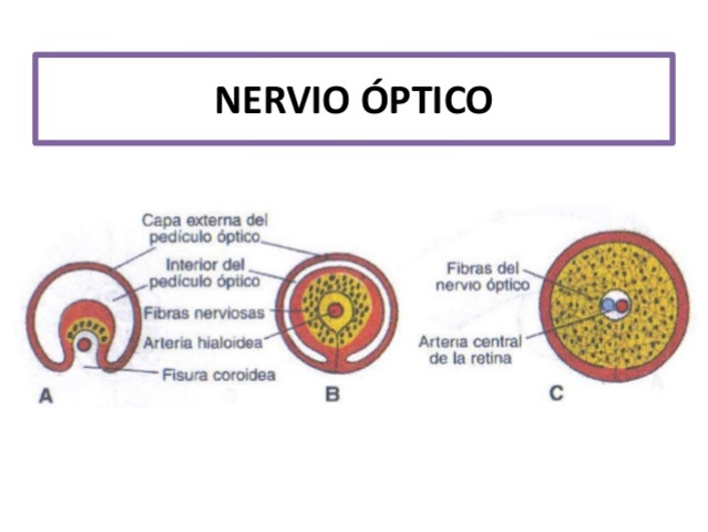 NERVIO ÓPTICO