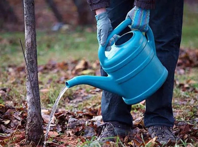 Полить саженец водой