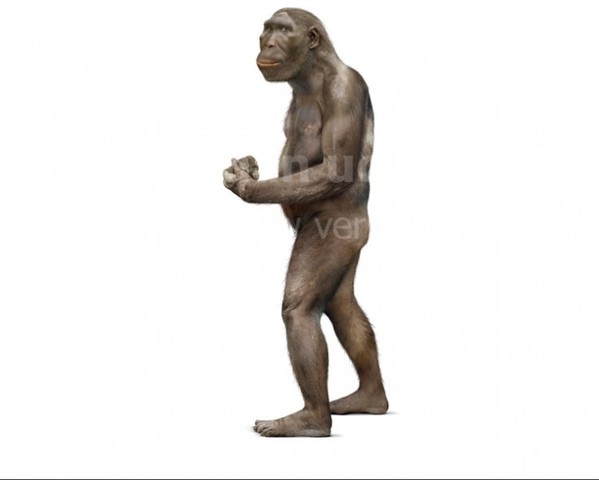 Australopithecus.