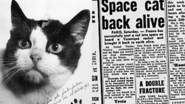 EL PRIMER FELINO ASTRONAUTA