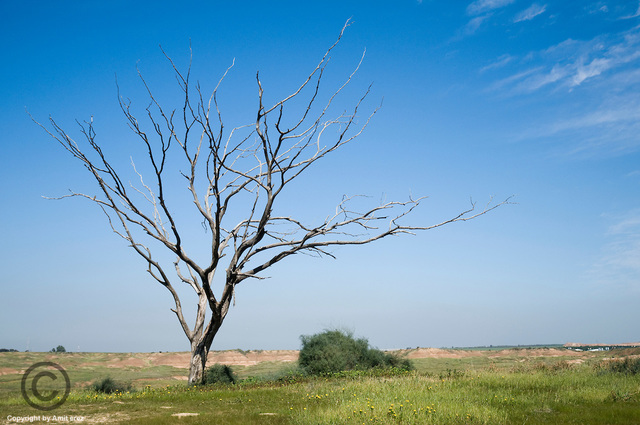 Amir Reads His Story to Hassan