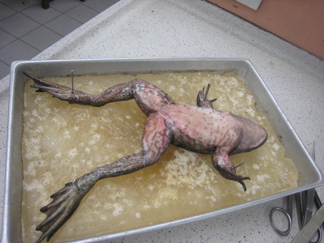 Rob recieves enjoyment out of torturing the frog intill its death.