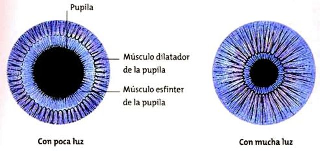 MUSCULO DILATADOR DE LA PUPILA