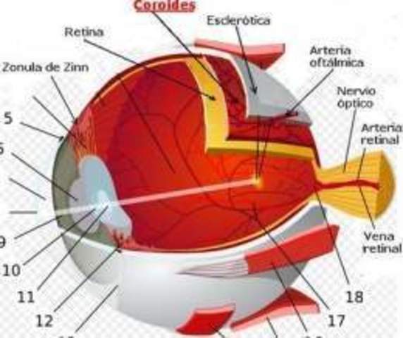 VASOS SANGUINEOS DE LA COROIDES