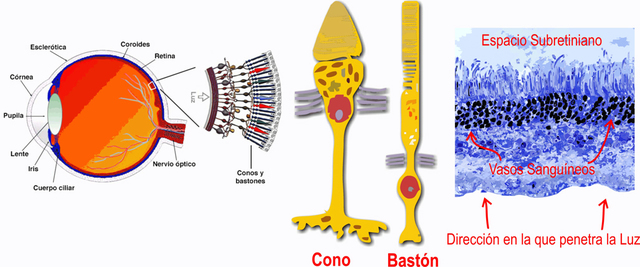 CÉLULAS DE LA RETINA