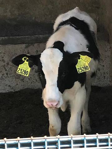 Adquisición Negocio