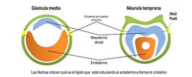 Cúpula óptica y vesícula del cristalino