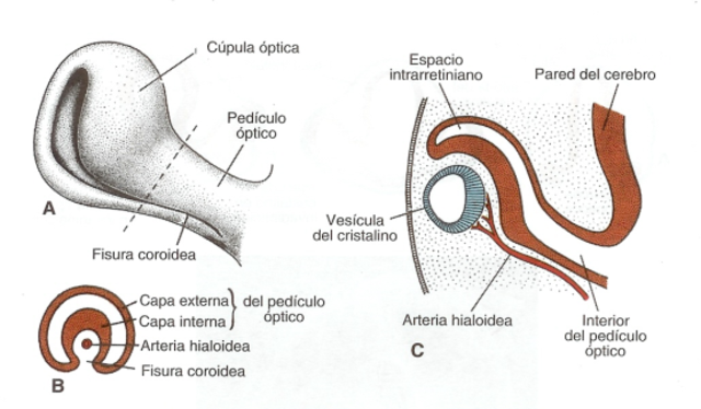 Cúpula óptica y vesícula del cristalino