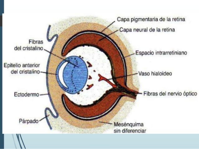 Cúpula óptica y vesícula del cristalino