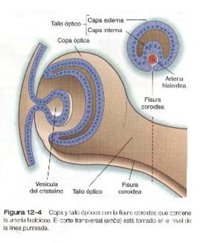 Cúpula óptica y vesicula del cristalino