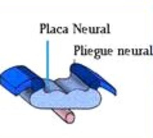PLIEGUES NEURALES.