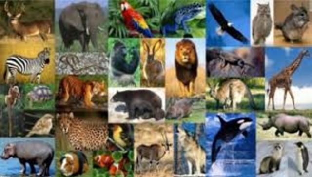 Disminuir la contaminación de los animales